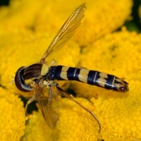 svirreflue Syrphidae