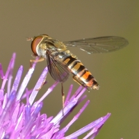 svirreflue Syrphidae