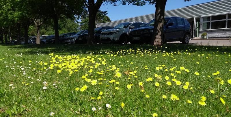 blomster ved virksomhed