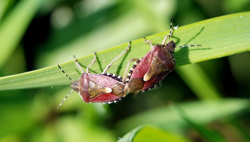 Almindelig bærtæge Dolycoris baccarum