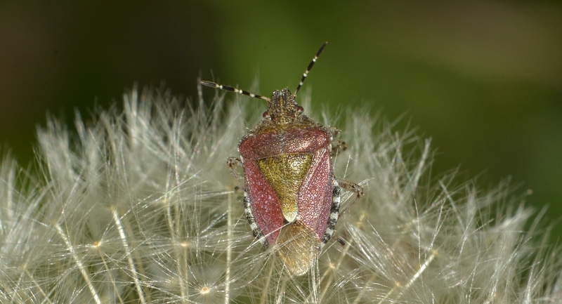 Almindelig bærtæge Dolycoris baccarum