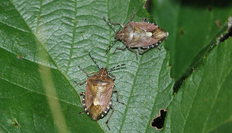 Almindelig bærtæge Dolycoris baccarum