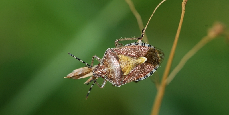 Almindelig bærtæge Dolycoris baccarum