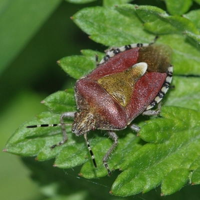 Almindelig bærtæge Dolycoris baccarum