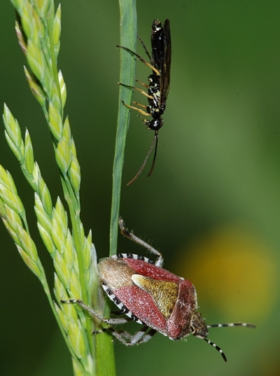 Almindelig bærtæge Dolycoris baccarum