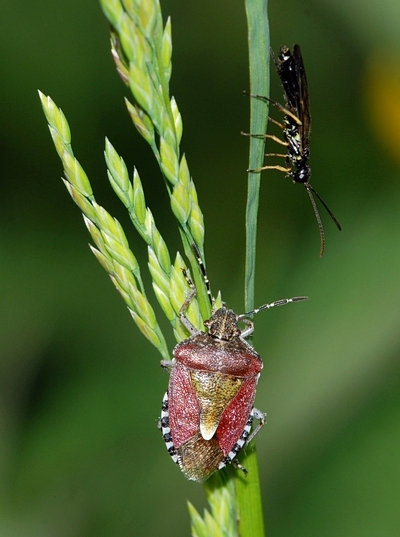 Almindelig bærtæge Dolycoris baccarum