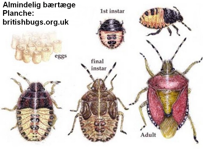 almindelig bærtæge stadier britishbugs.org.uk