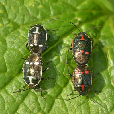 Almindelig kåltæge Eurydema oleracea