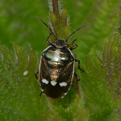 Almindelig kåltæge Eurydema oleracea