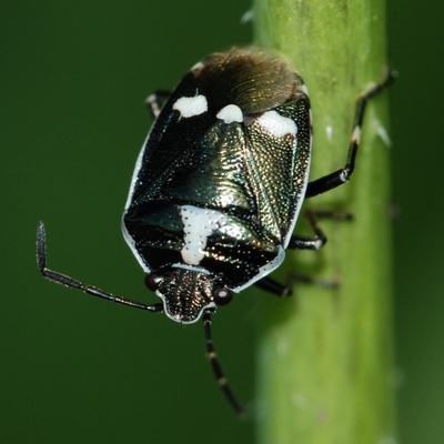 Almindelig kåltæge Eurydema oleracea