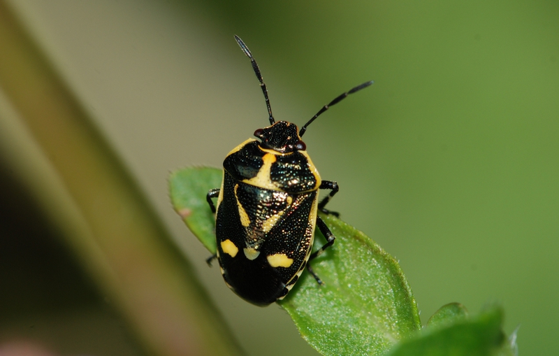 Almindelig kåltæge Eurydema oleracea