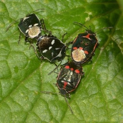 Almindelig kåltæge Eurydema oleracea