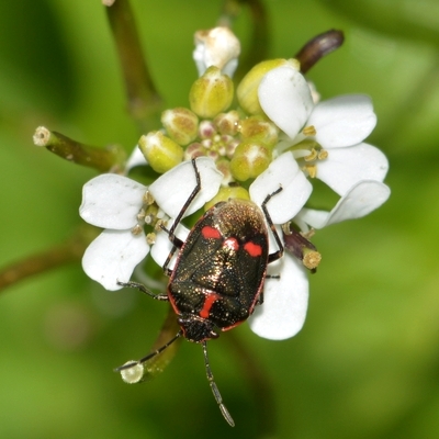 Almindelig kåltæge Eurydema oleracea