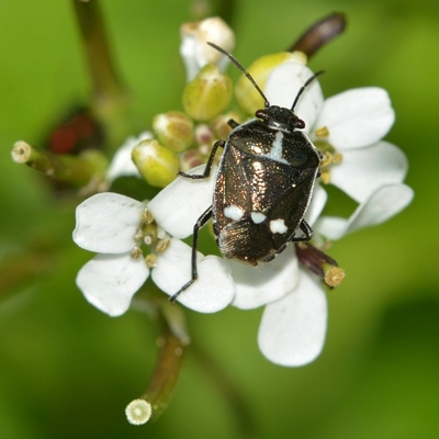 Almindelig kåltæge Eurydema oleracea