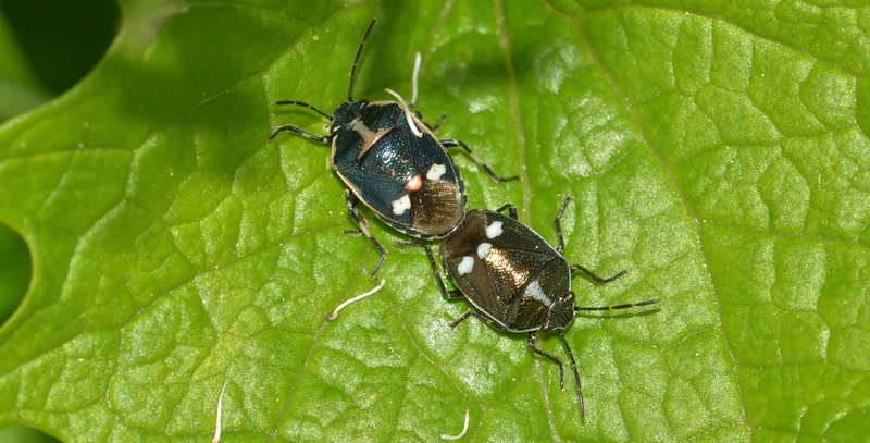 Almindelig kåltæge Eurydema oleracea