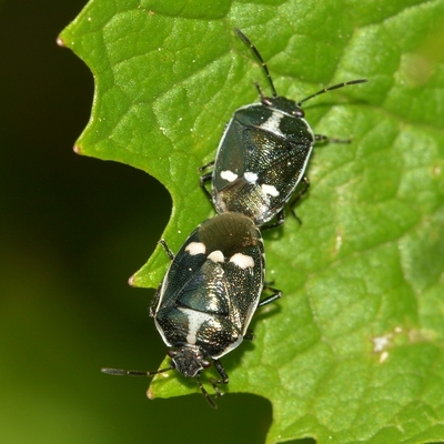 Almindelig kåltæge Eurydema oleracea