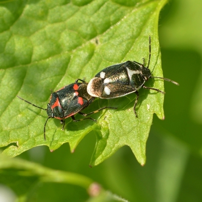 Almindelig kåltæge Eurydema oleracea