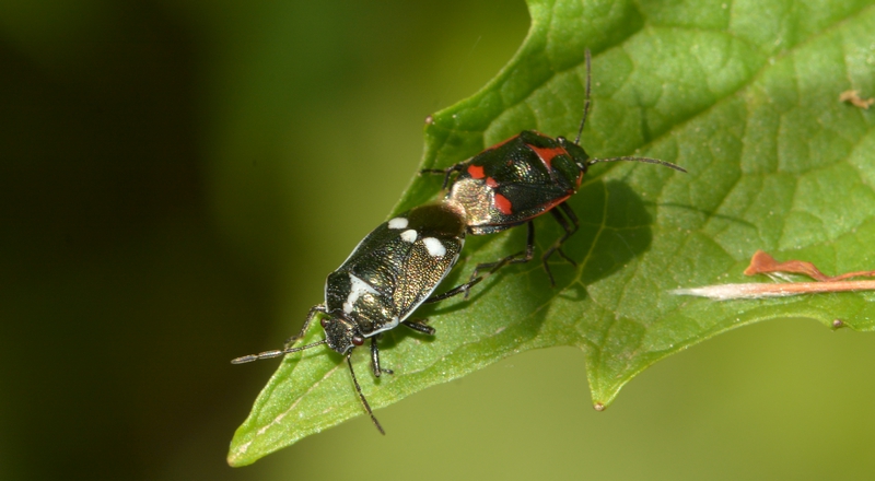 Almindelig kåltæge Eurydema oleracea