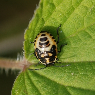 Almindelig kåltæge Eurydema oleracea