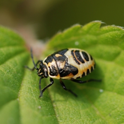 Almindelig kåltæge Eurydema oleracea