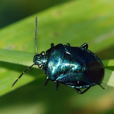 blå bredtæge Zicrona caerulea