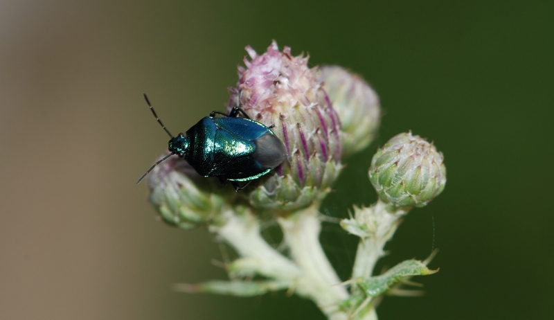 blå bredtæge Zicrona caerulea