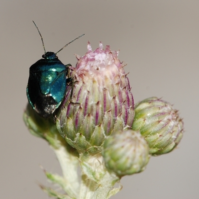 blå bredtæge Zicrona caerulea