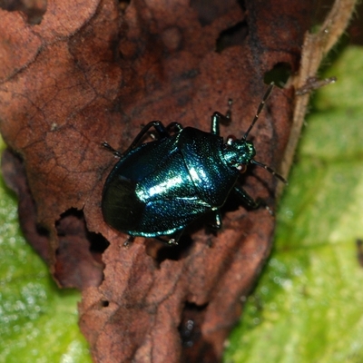 blå bredtæge Zicrona caerulea