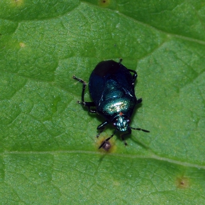 blå bredtæge Zicrona caerulea