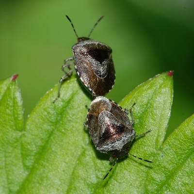 Gylden urtetæge Eysarcoris venustissimus