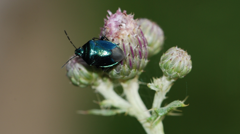 blå bredtæge Zicrona caerulea