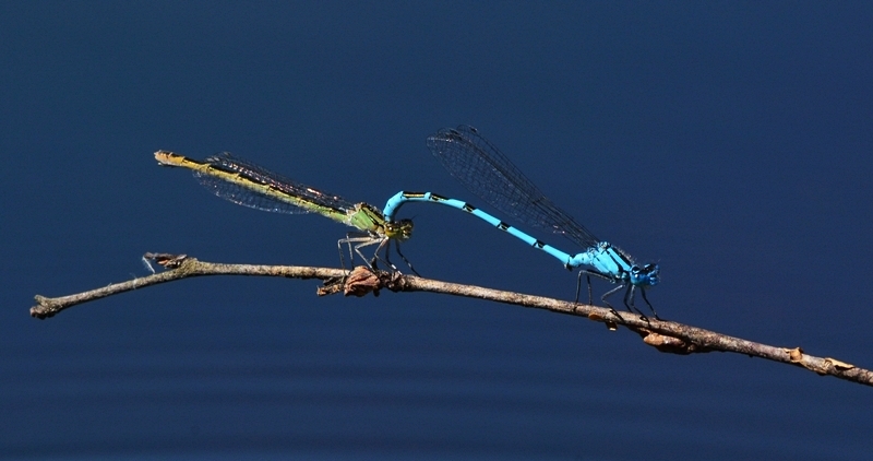 vandnymfe Zygoptera