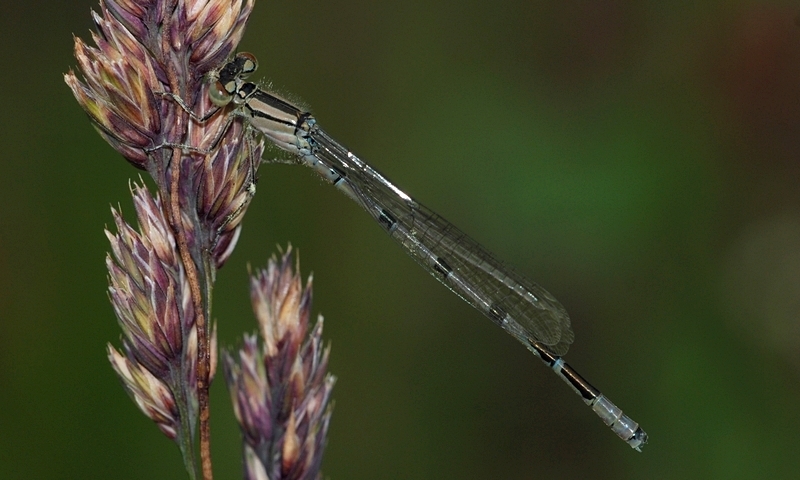 vandnymfe Zygoptera