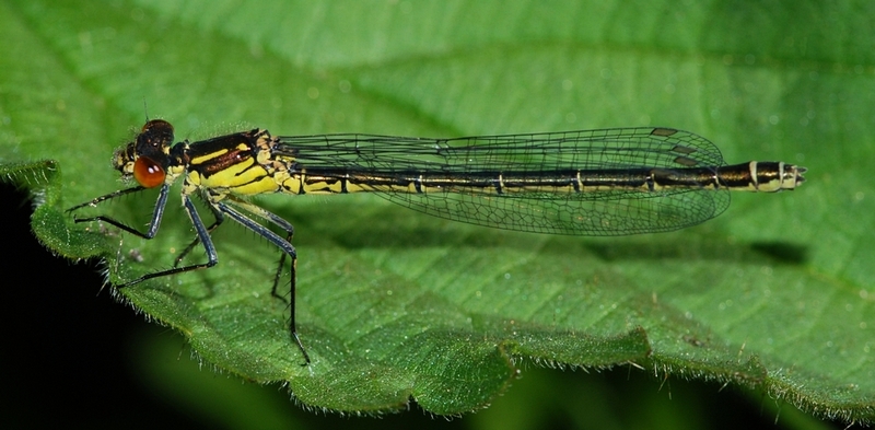 vandnymfe Zygoptera