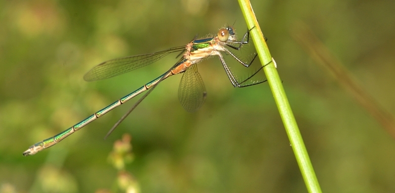 vandnymfe Zygoptera