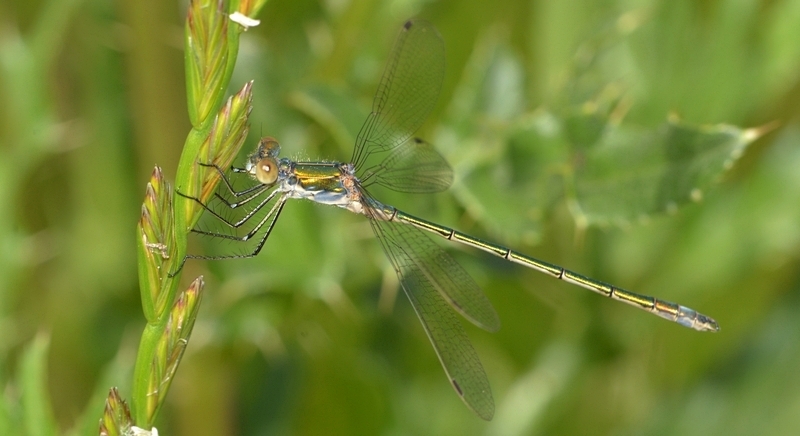 vandnymfe Zygoptera