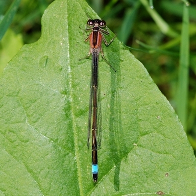 vandnymfe Zygoptera