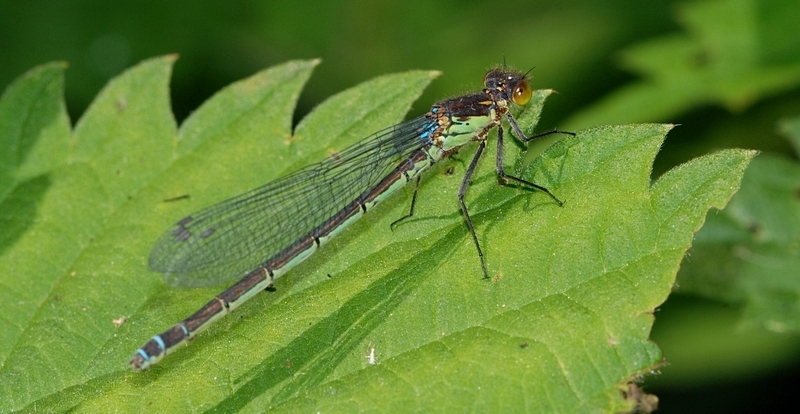 vandnymfe Zygoptera