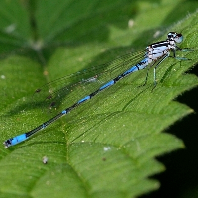 vandnymfe Zygoptera