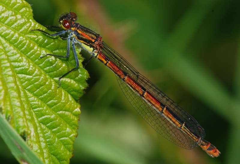 vandnymfe Zygoptera