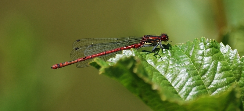 vandnymfe Zygoptera