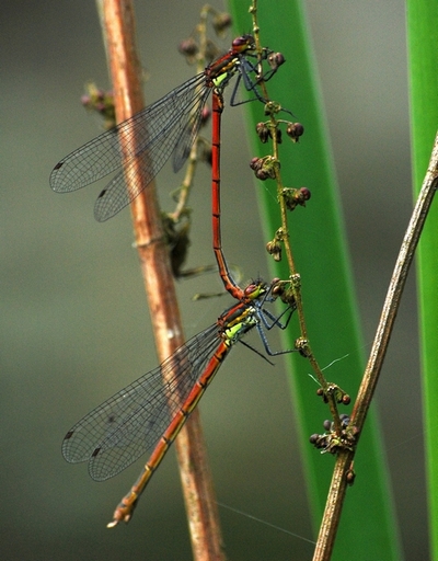 vandnymfe Zygoptera