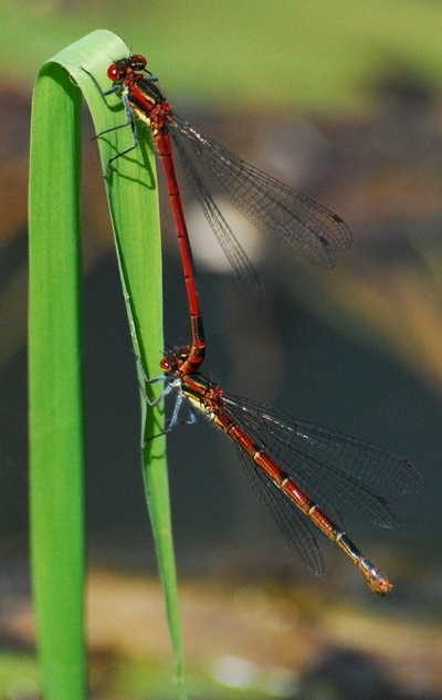 vandnymfe Zygoptera