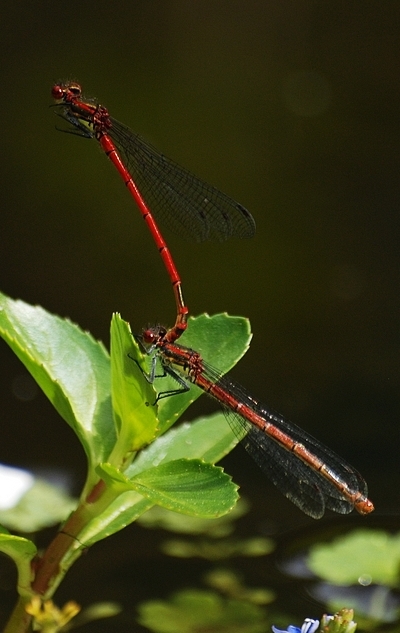 vandnymfe Zygoptera