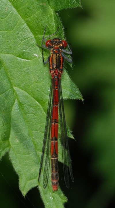 vandnymfe Zygoptera