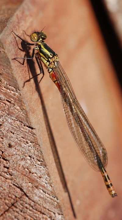 Pyrrhosoma nymphula