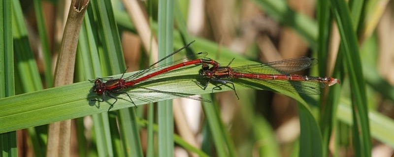 Pyrrhosoma nymphula