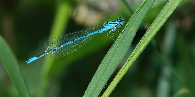 vandnymfe Zygoptera