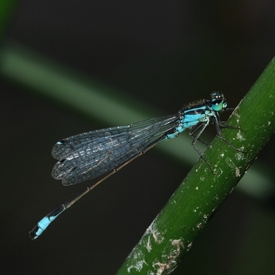 vandnymfe Zygoptera