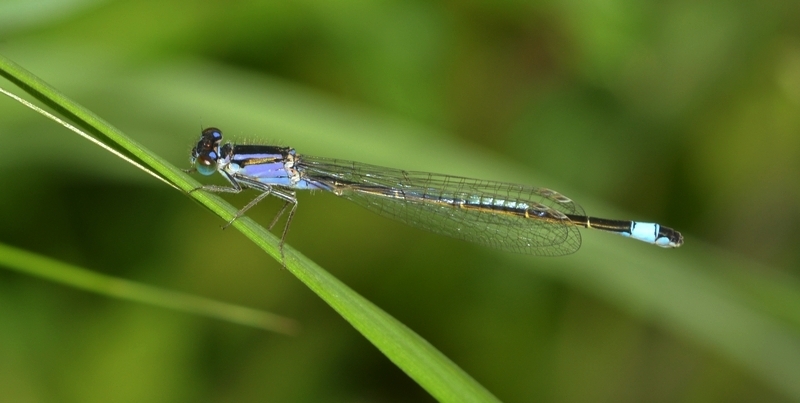 vandnymfe Zygoptera